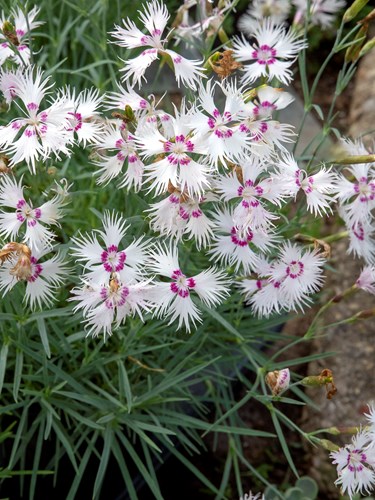 Dianthus spiculifolius 
The fragrant flowers are highly dissected.
